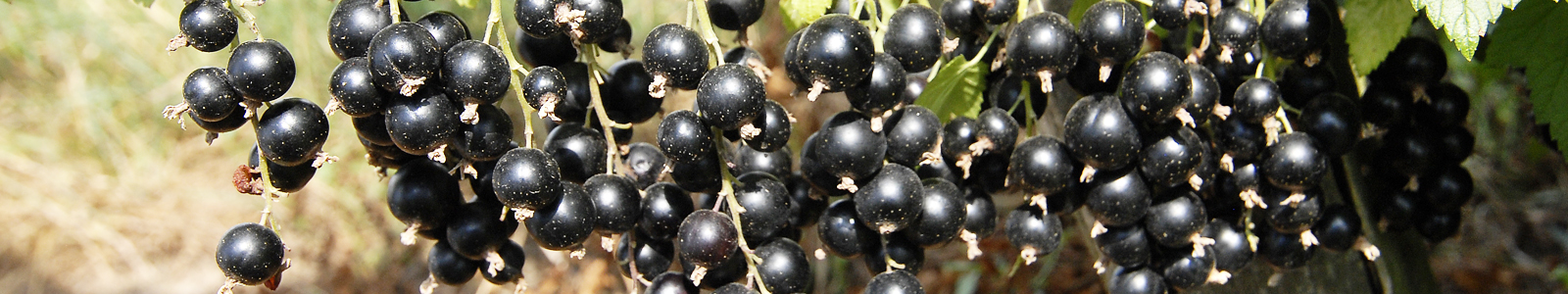 Schwarze Johannisbeeren am Strauch ©Feuerbach